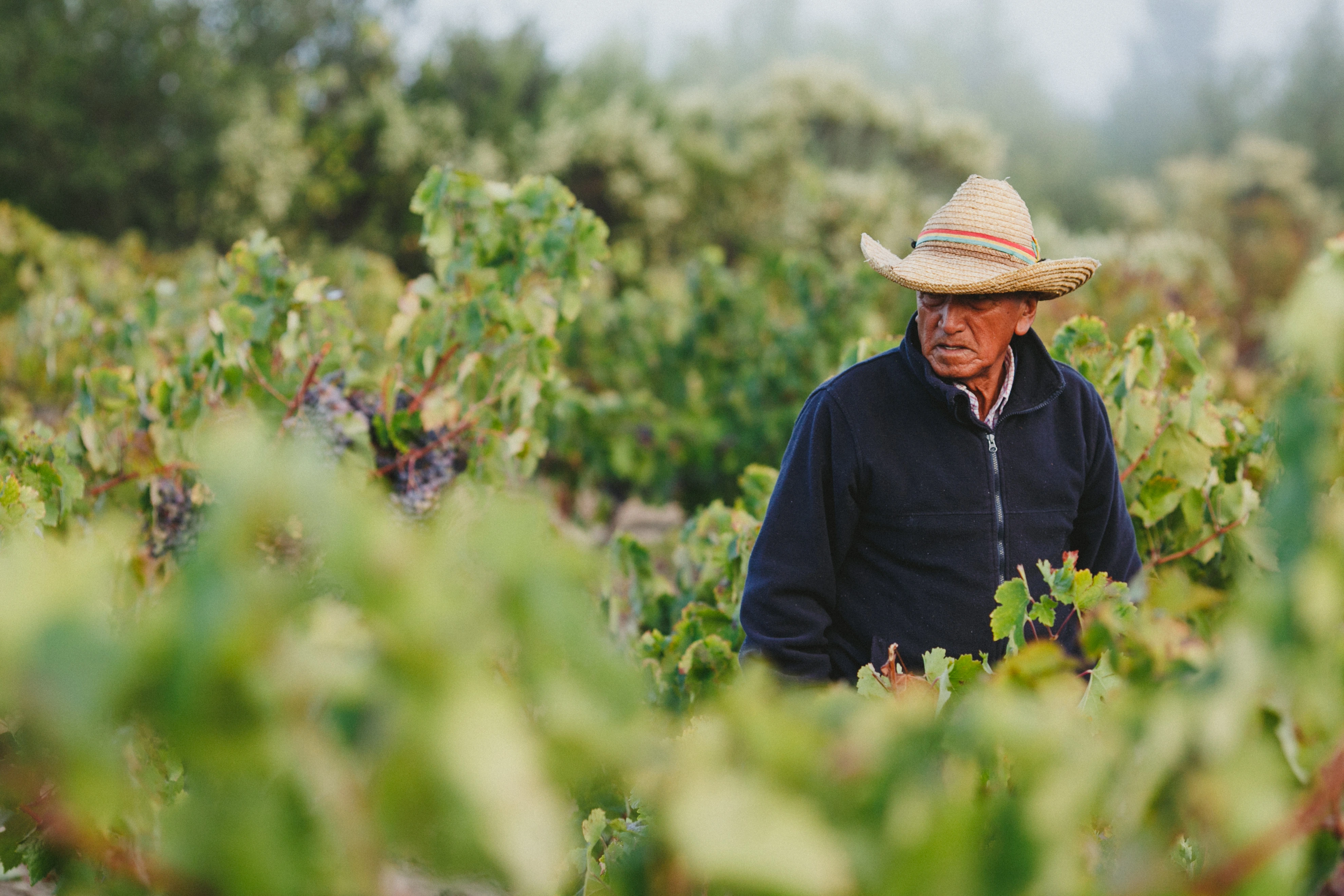 Tinajas de greda en la bodega de Longaví Wines